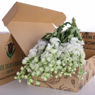A cardboard box filled with Delphinium White blooms, featuring delicate white petals and vibrant green foliage.