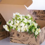 Freesia White