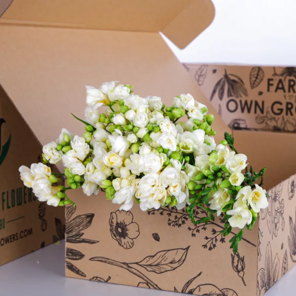 Freesia White
