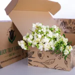Freesia White