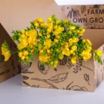 Freesia Yellow 2 Freesia Yellow