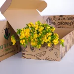 Freesia Yellow