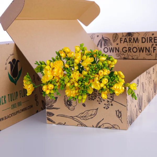 Freesia Yellow