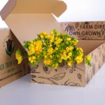Freesia Yellow 1 Freesia Yellow