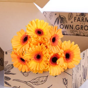 Gerbera Dark Peach