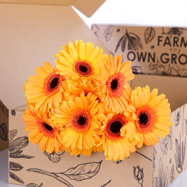 Gerbera Dark Peach