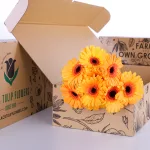 Gerbera Dark Peach