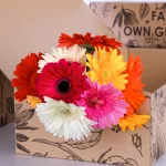 Gerbera Mix