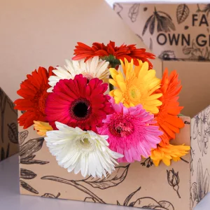 Gerbera Mix