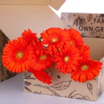 Gerbera Orange