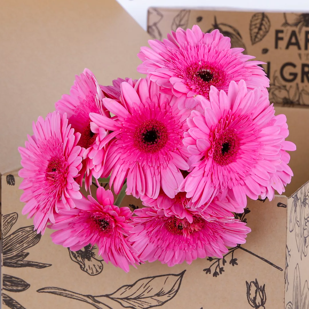 Pink gerbera clearance