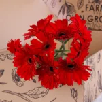 Gerbera Red 2 Gerbera Red