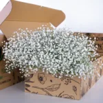 Gypsophila Excellence 2 Gypsophilia Excellence