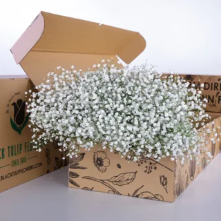Bunch of gypsophilia in a cardboard box