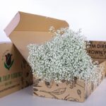 Gypsophilia Zinzi White