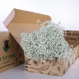 Gypsophilia Zinzi White