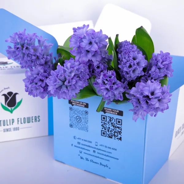 Hyacinthus Purple