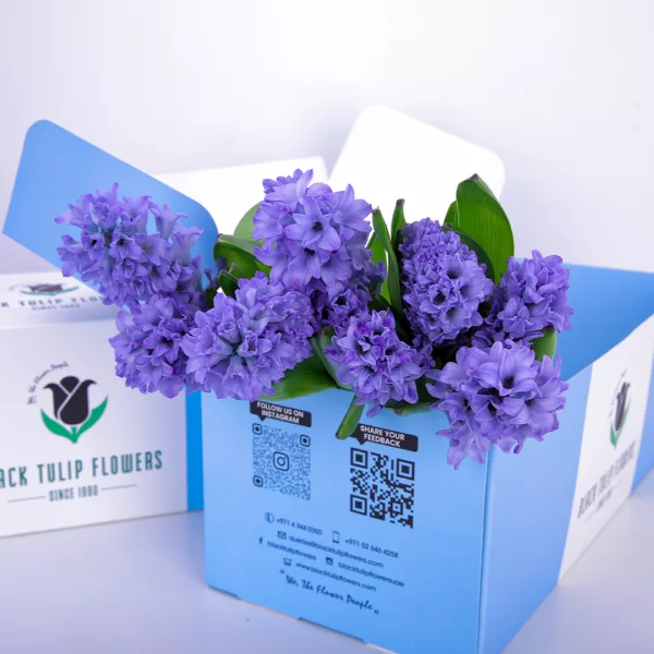 Hyacinthus Purple