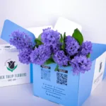 Hyacinthus Purple
