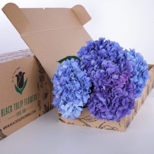 Hydrangea Blue