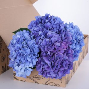 Hydrangea Blue