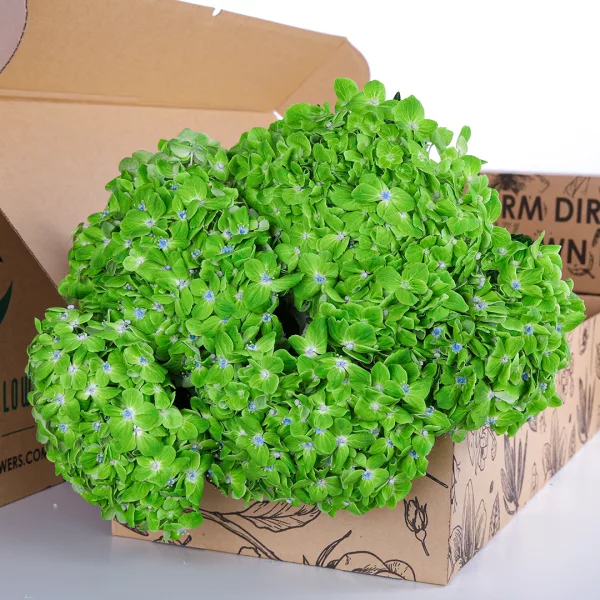Hydrangea Green