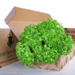 Hydrangea Green