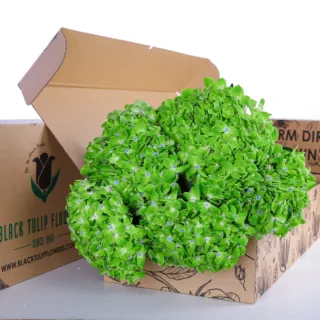 Bunch of Green Hydrangea in a box