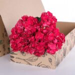 Hydrangea Red (2)