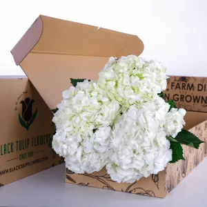 Hydrangea White