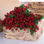 Hypericum Brown