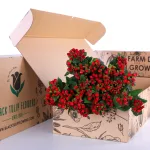 Hypericum Red