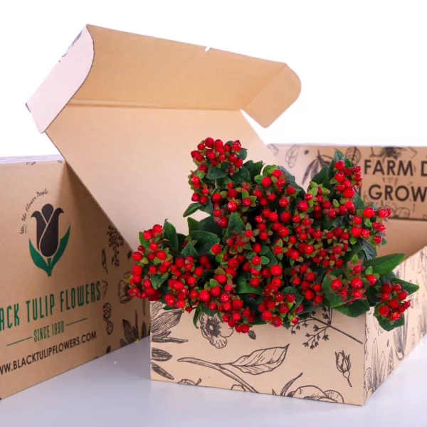 Hypericum Red