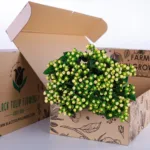 Hypericum White 1 Hypericum White