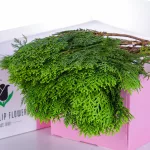 Jenifer Leaves