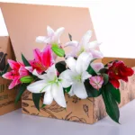 Lilies Mix 2 Lilies Mix