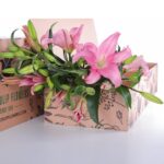 Lily Asiatic Dark Pink 03