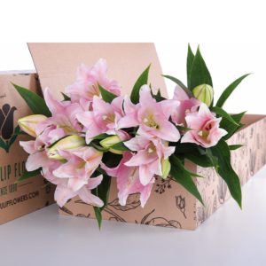 Lily Asiatic Light Pink