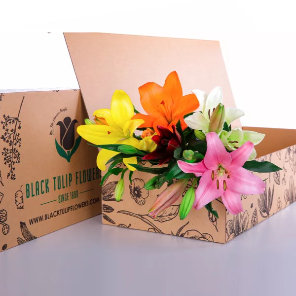 Lily Asiatic Mix