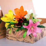 Lily Asiatic Mix