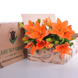 Lily Asiatic Orange