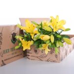 Lily Asiatic Yellow 02
