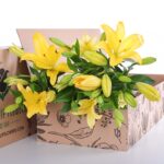 Lily Asiatic Yellow 03