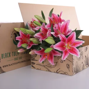 Lily Stargazer Pink