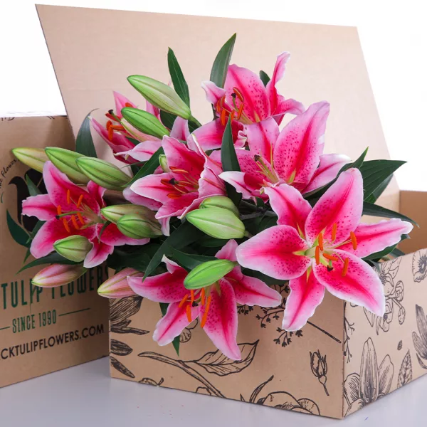 Lily Stargazer Pink