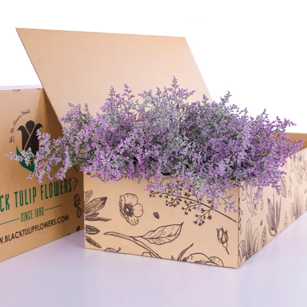 Limonium Caspia Purple