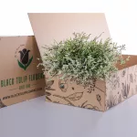 Limonium Caspia-White