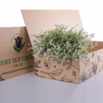 Limonium / Caspia-White 1 Limonium Caspia-White