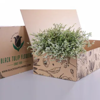 A cardboard box filled with a cluster of white Limonium flowers, commonly referred to as Caspia, elegantly displayed.