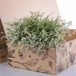 Limonium Caspia-White (3)